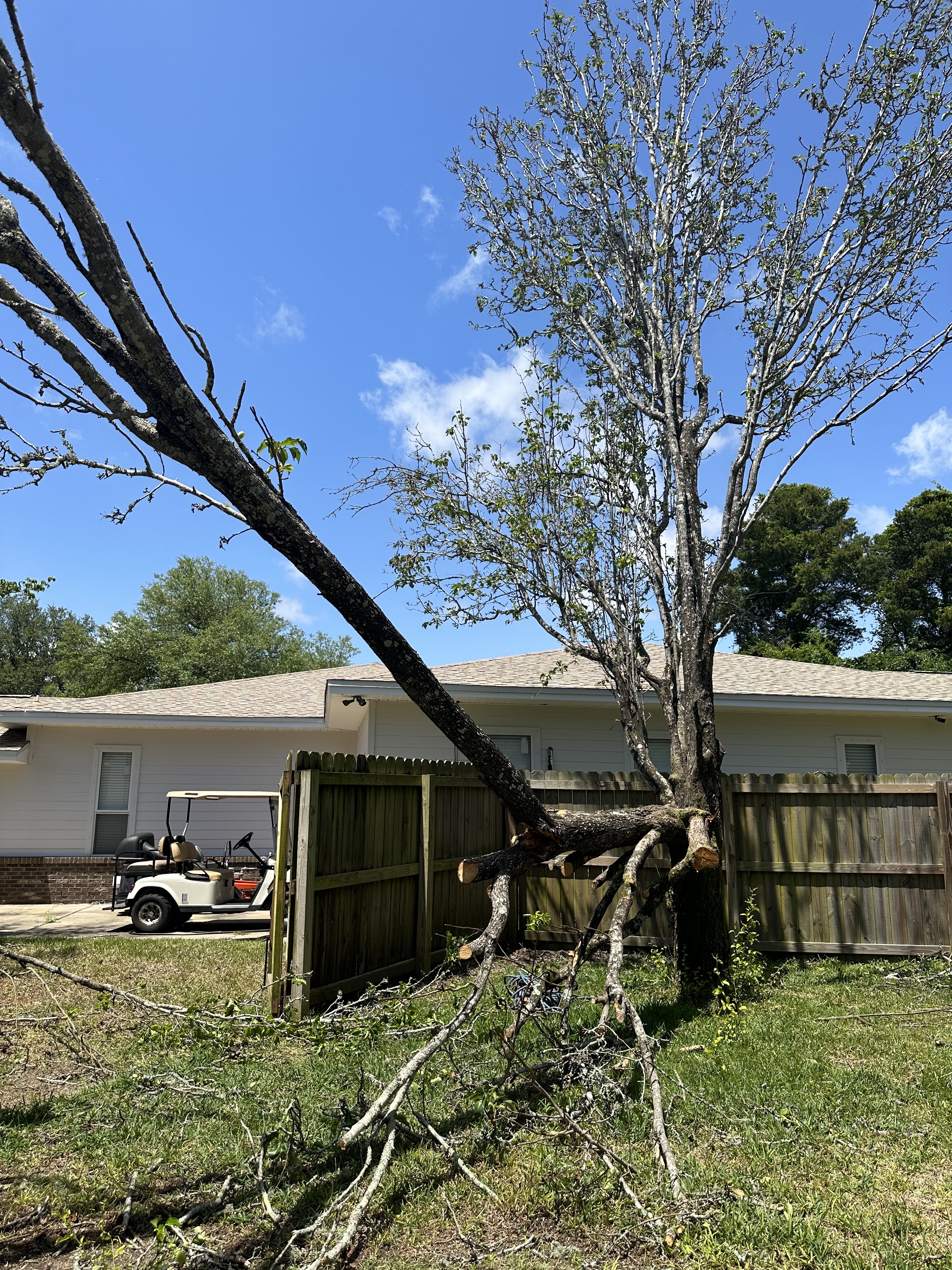 Fast, Safe, and Efficient Tree Services